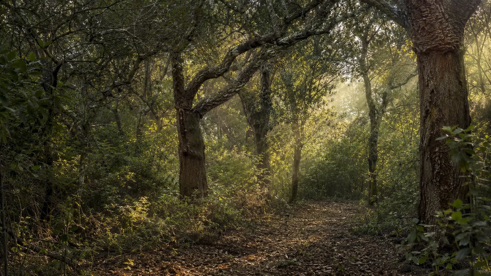 Paesaggio verde della tenuta di Palo vicino all'Aurelia