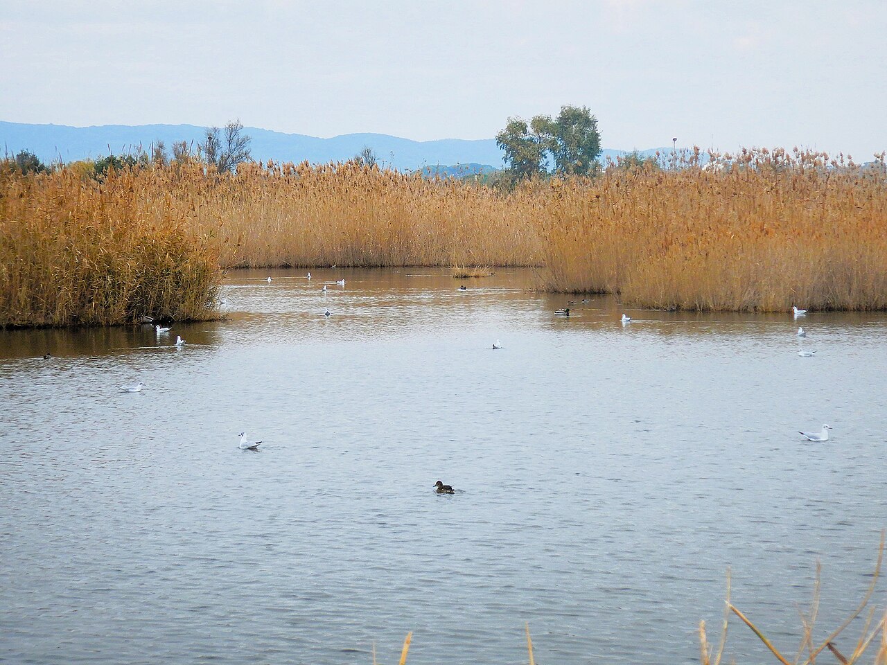 Canneti e specchi d’acqua della Palude di Torre Flavia
