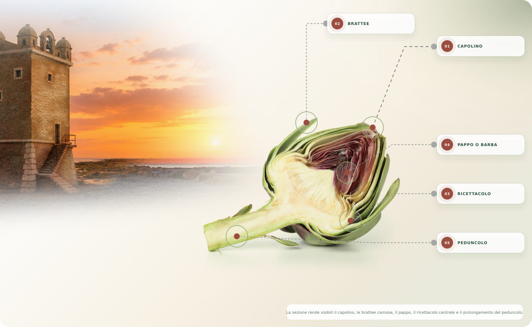 Scheda anatomica del Carciofo Romanesco con Torre Flavia al tramonto e richiami a capolino, brattee, ricettacolo, pappo e peduncolo